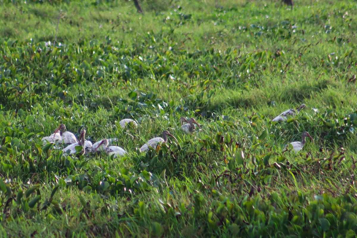 White Ibis - ML620773439