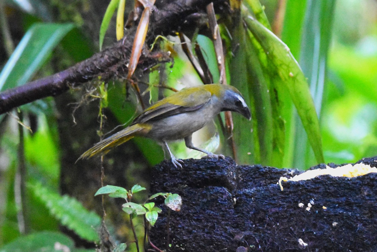 Buff-throated Saltator - ML620773447