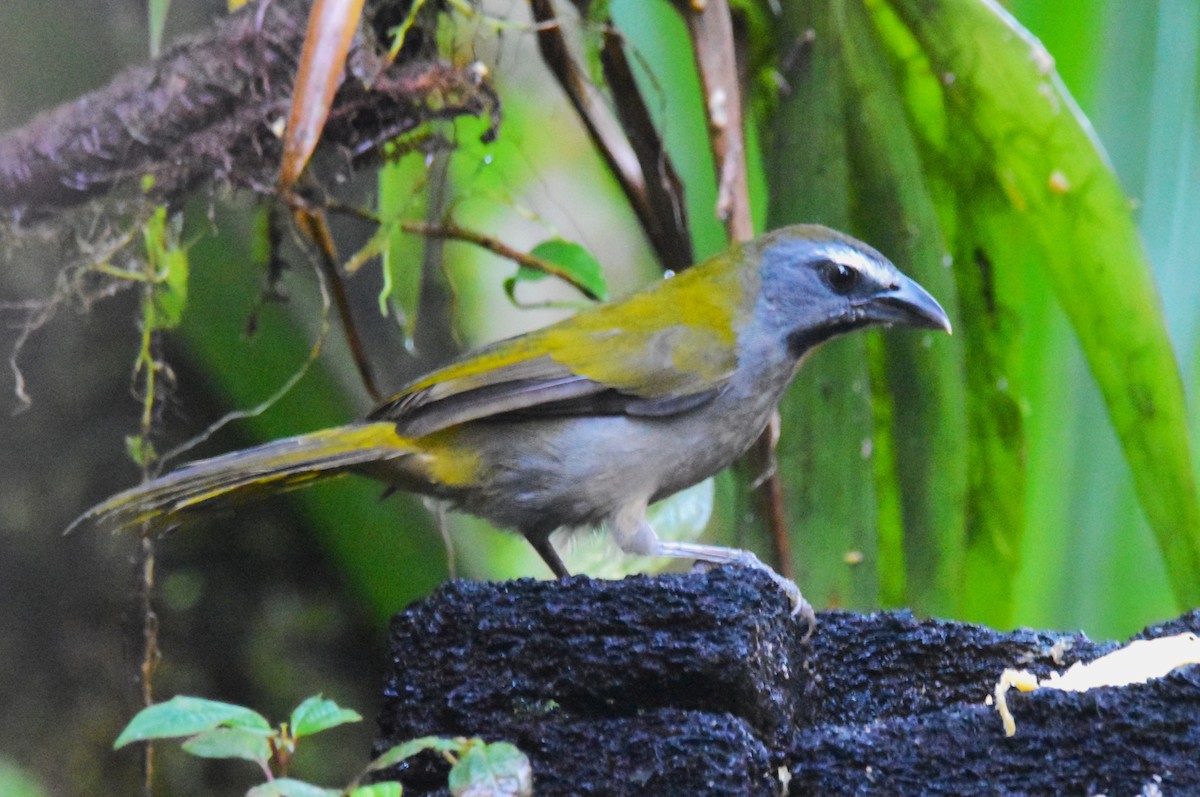 Buff-throated Saltator - ML620773448