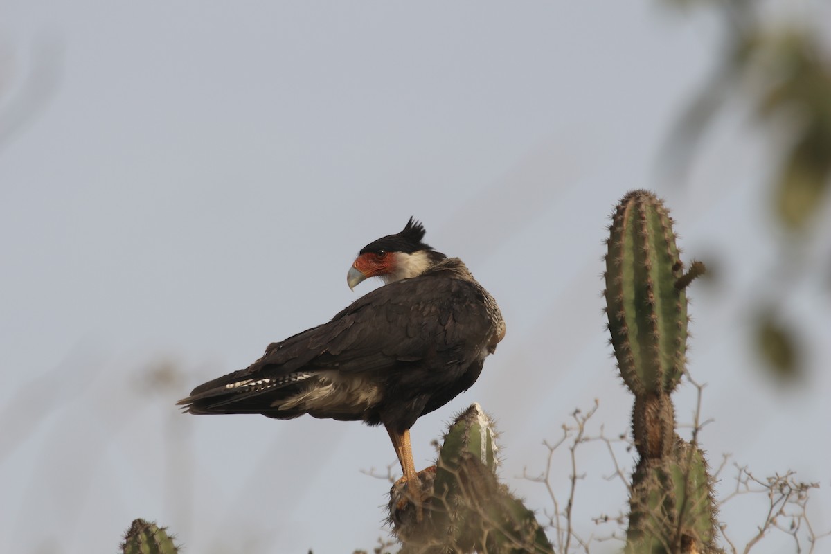 Caracara huppé - ML620773459