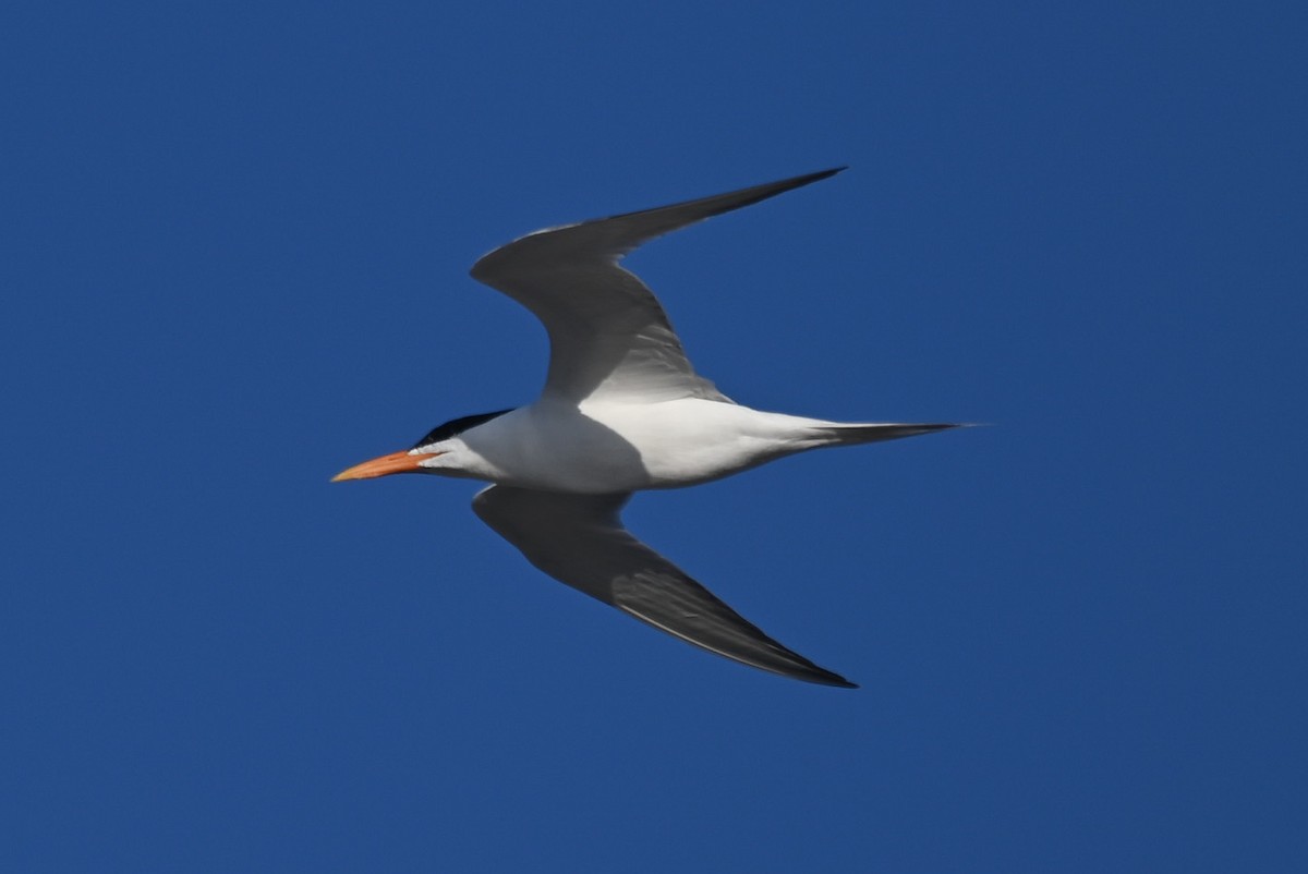 Royal Tern - ML620773461