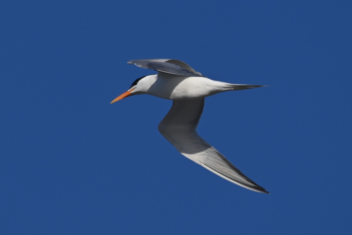 Royal Tern - ML620773462