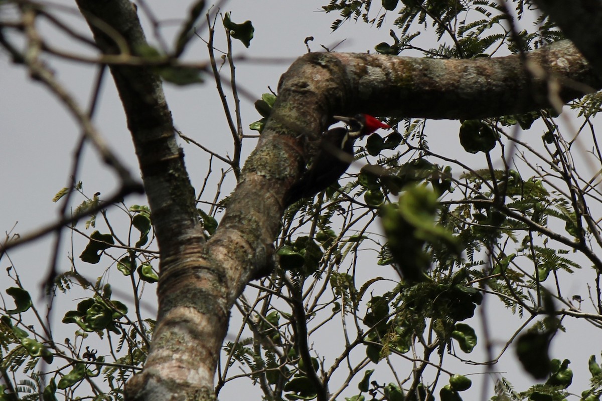 Lineated Woodpecker - Roy Tsao