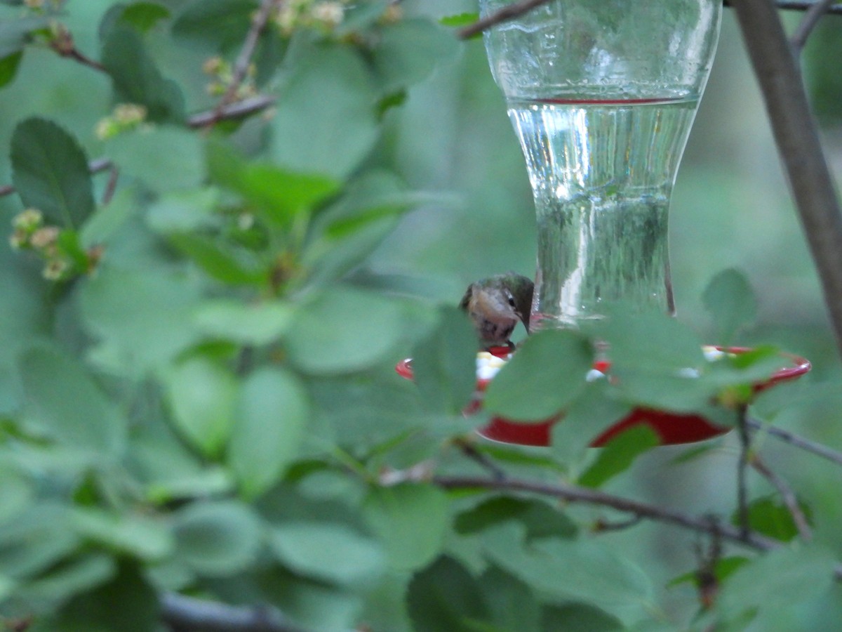 Calliope Hummingbird - ML620773473