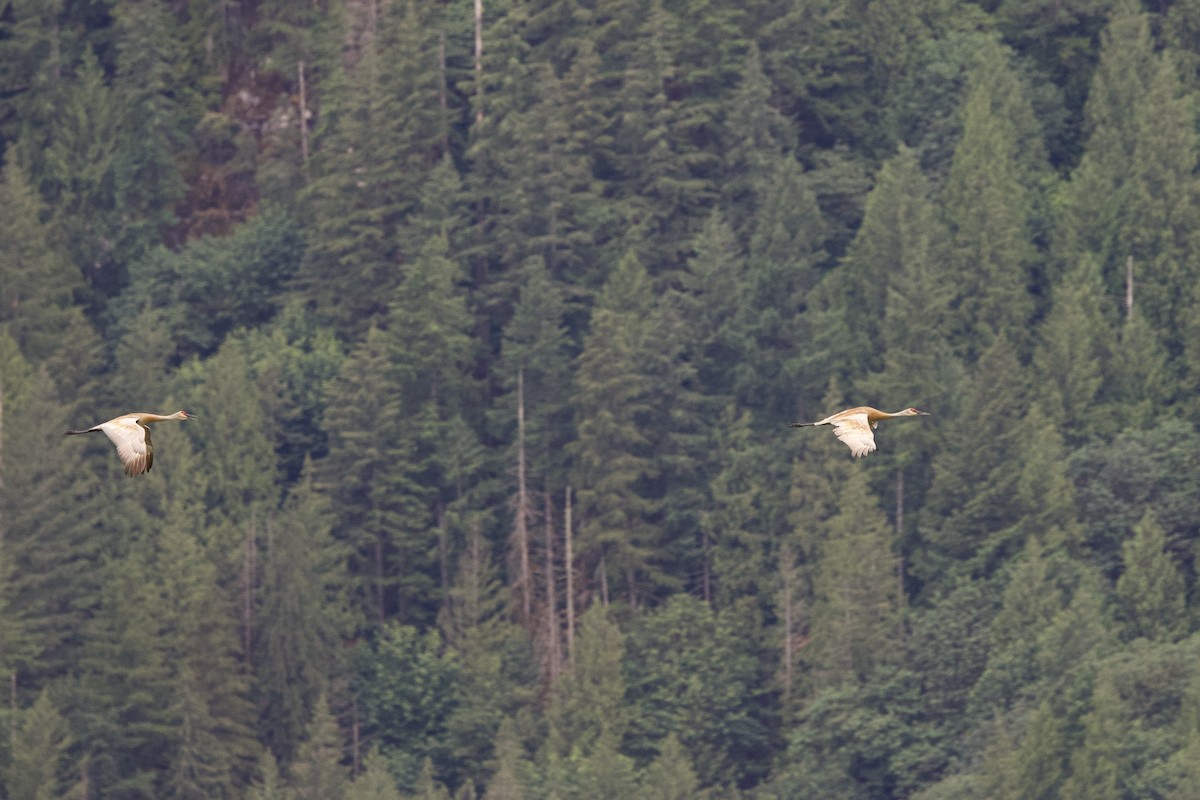 Sandhill Crane - ML620773474