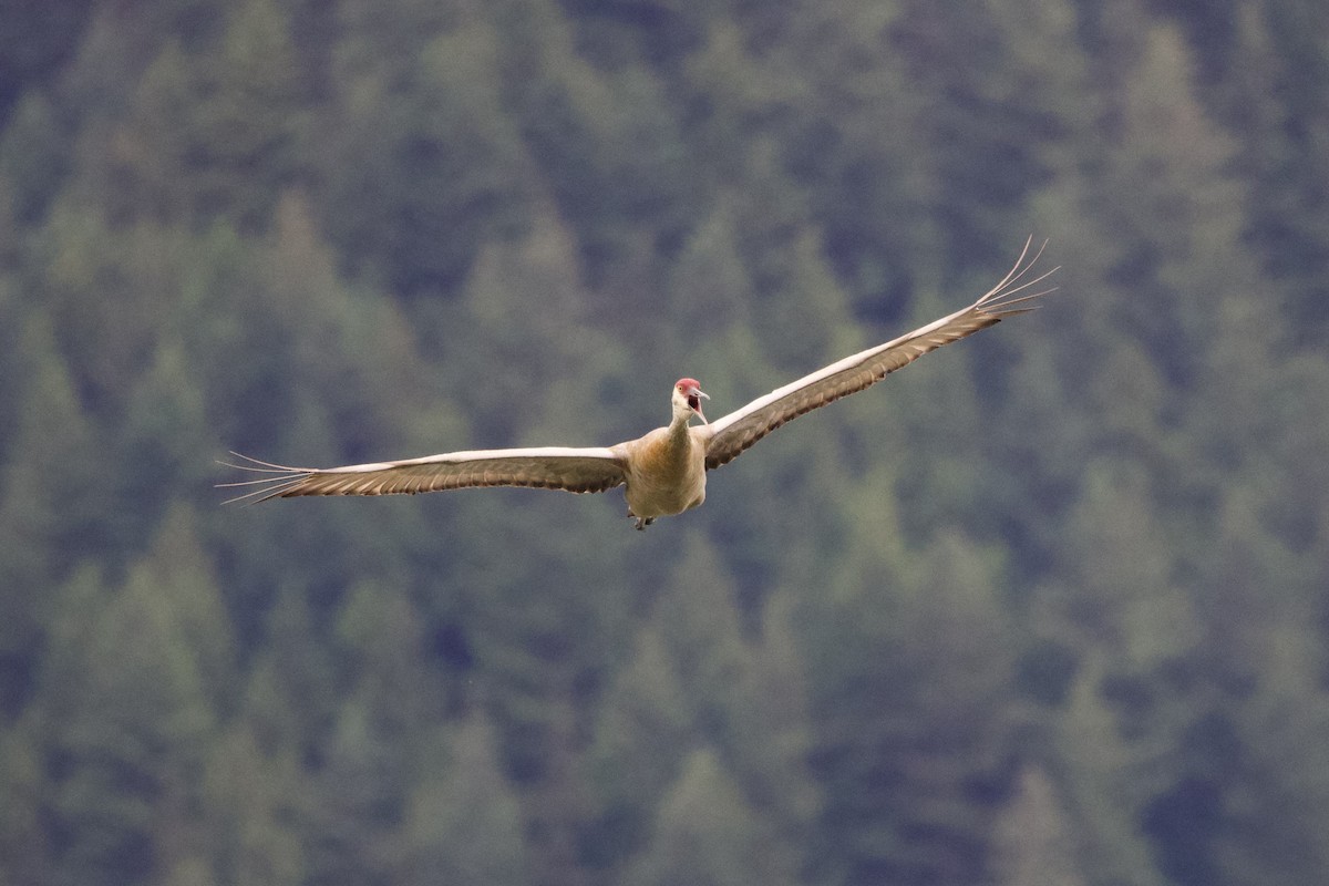 Sandhill Crane - ML620773477