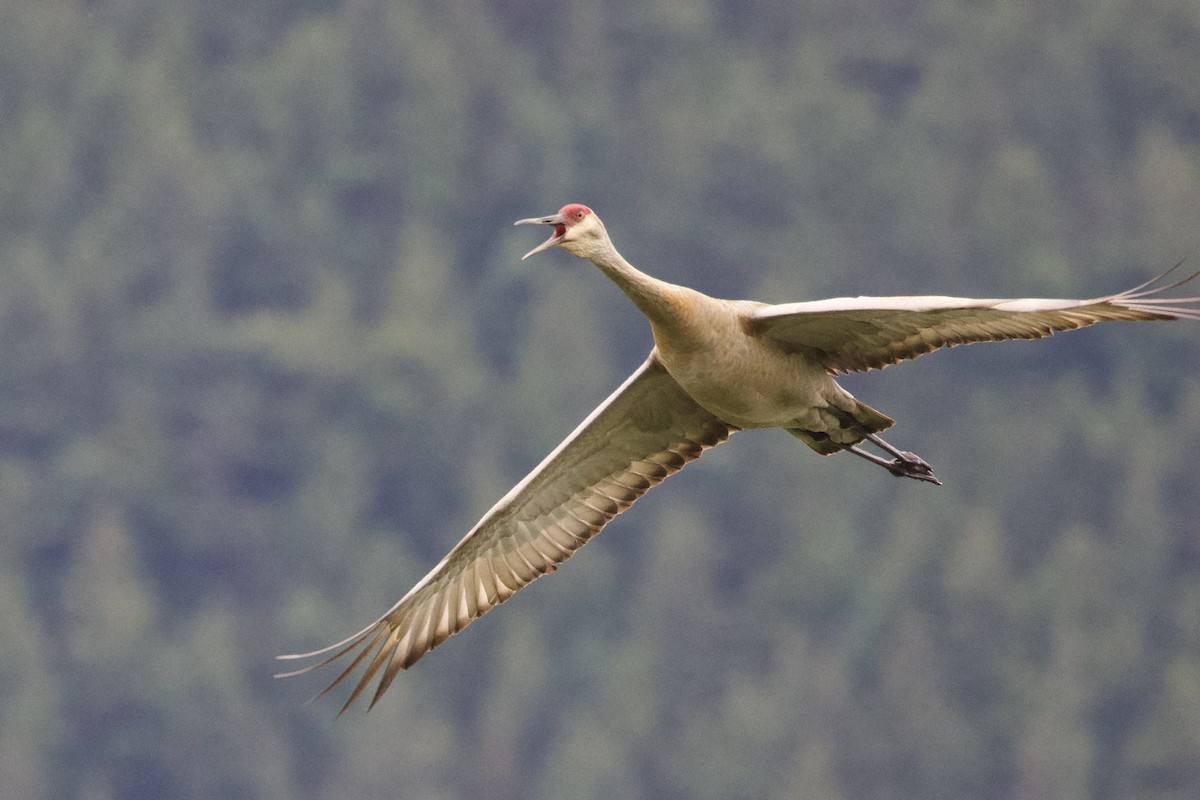 Grulla Canadiense - ML620773482