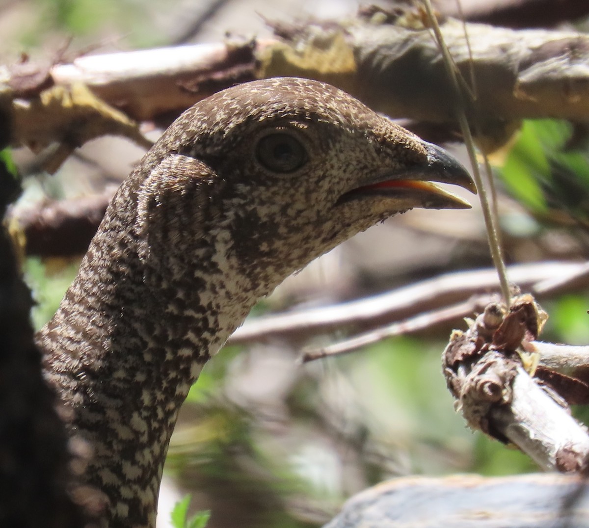 Sooty Grouse - ML620773485