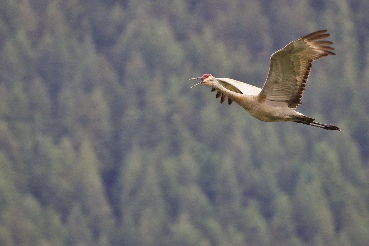 Sandhill Crane - ML620773488