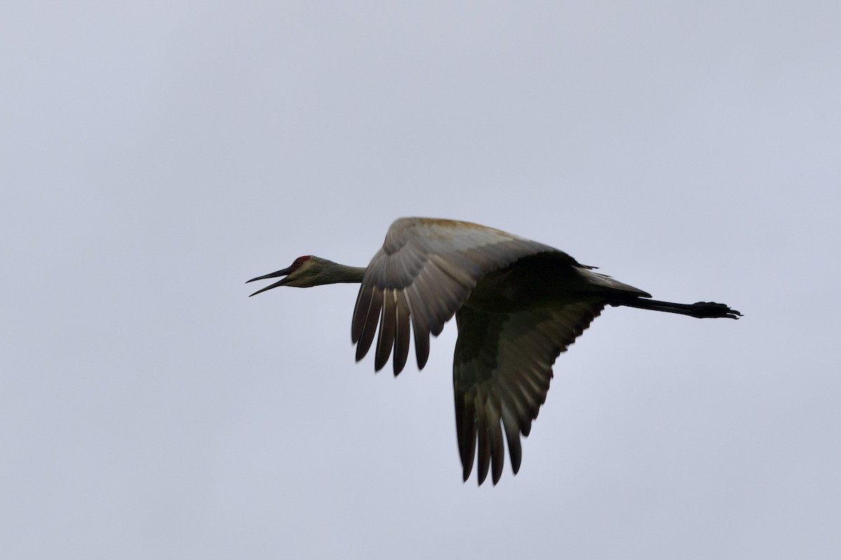 Sandhill Crane - ML620773491