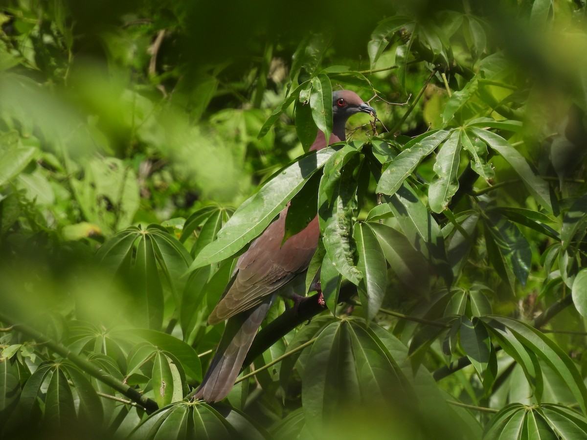 Pale-vented Pigeon - ML620773492