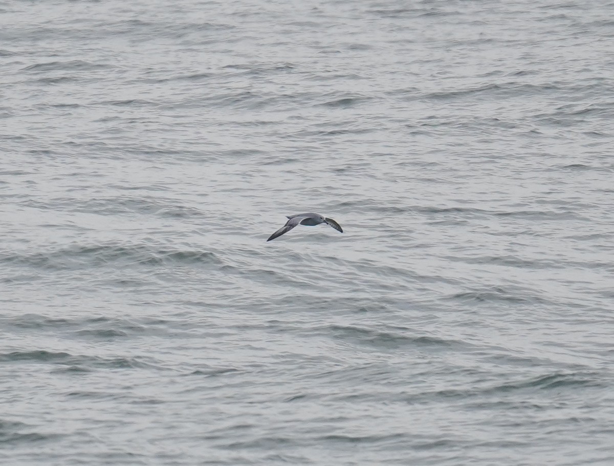 Southern Fulmar - ML620773494