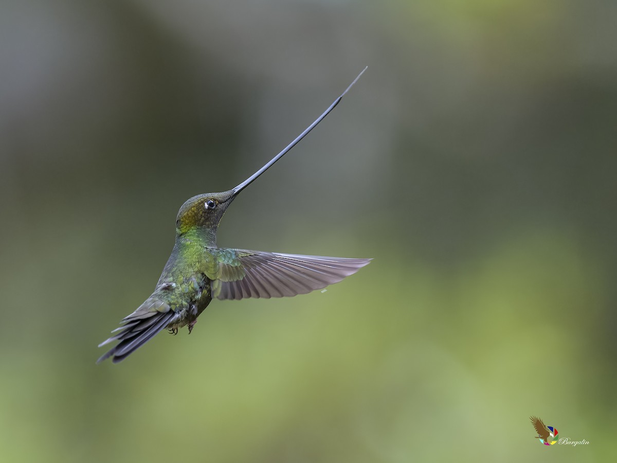 Sword-billed Hummingbird - ML620773499