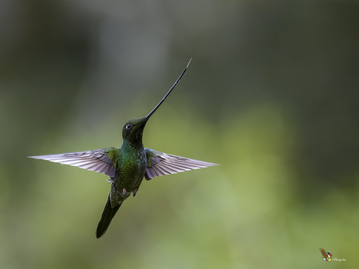 Sword-billed Hummingbird - ML620773500