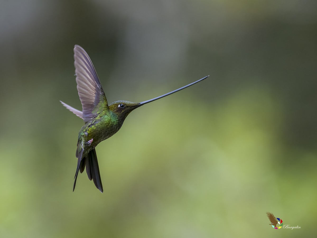 Sword-billed Hummingbird - ML620773501