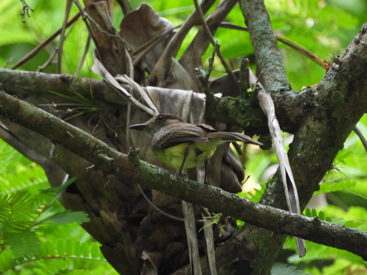 Rufous-tailed Flycatcher - ML620773503