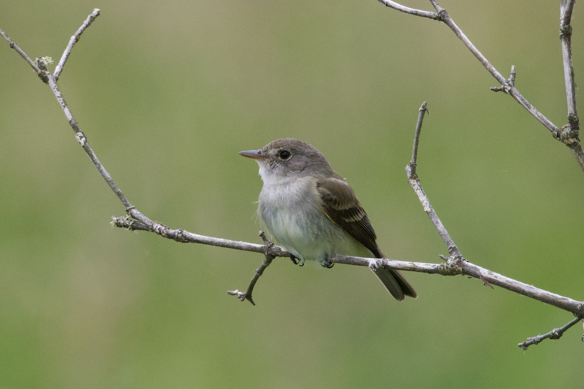 Willow Flycatcher - ML620773507