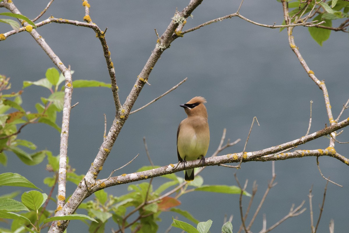 Cedar Waxwing - ML620773511