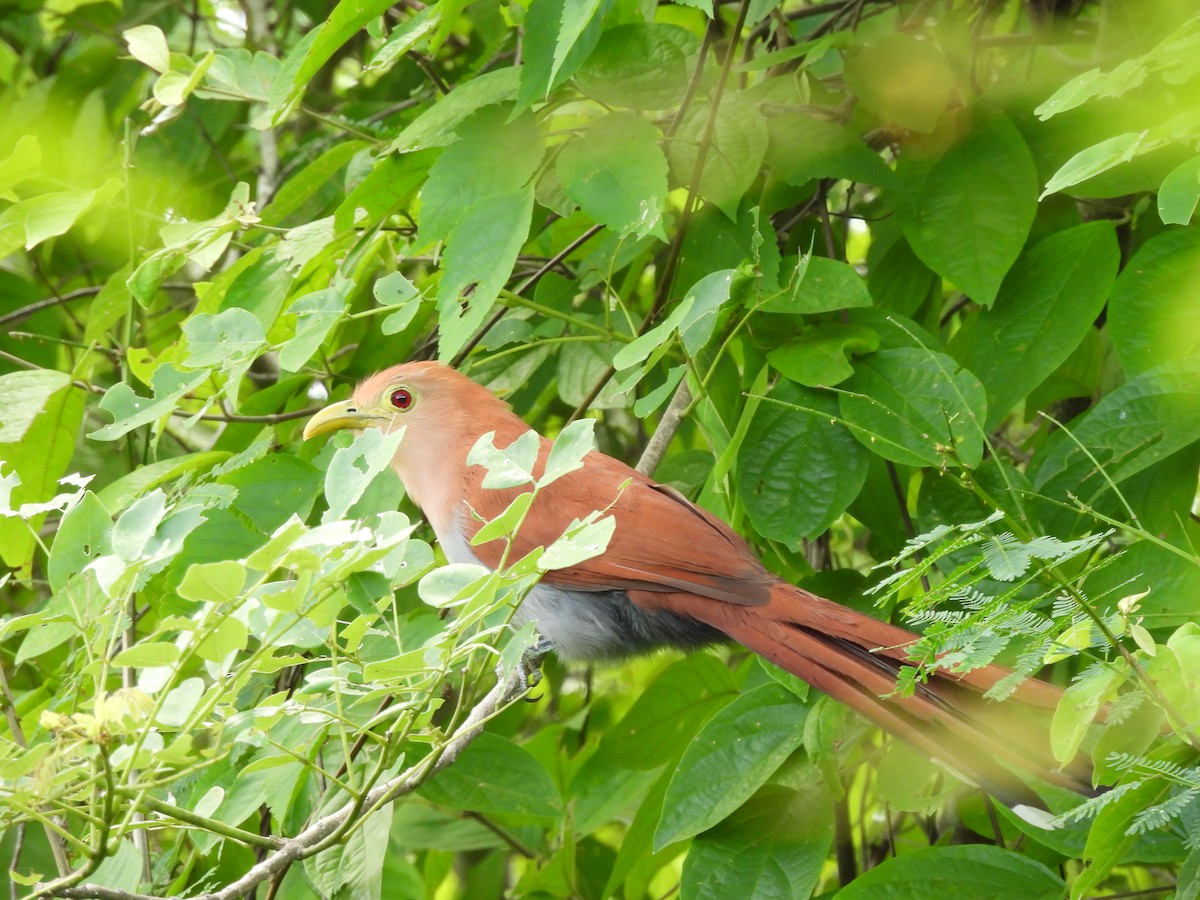 Squirrel Cuckoo - ML620773519