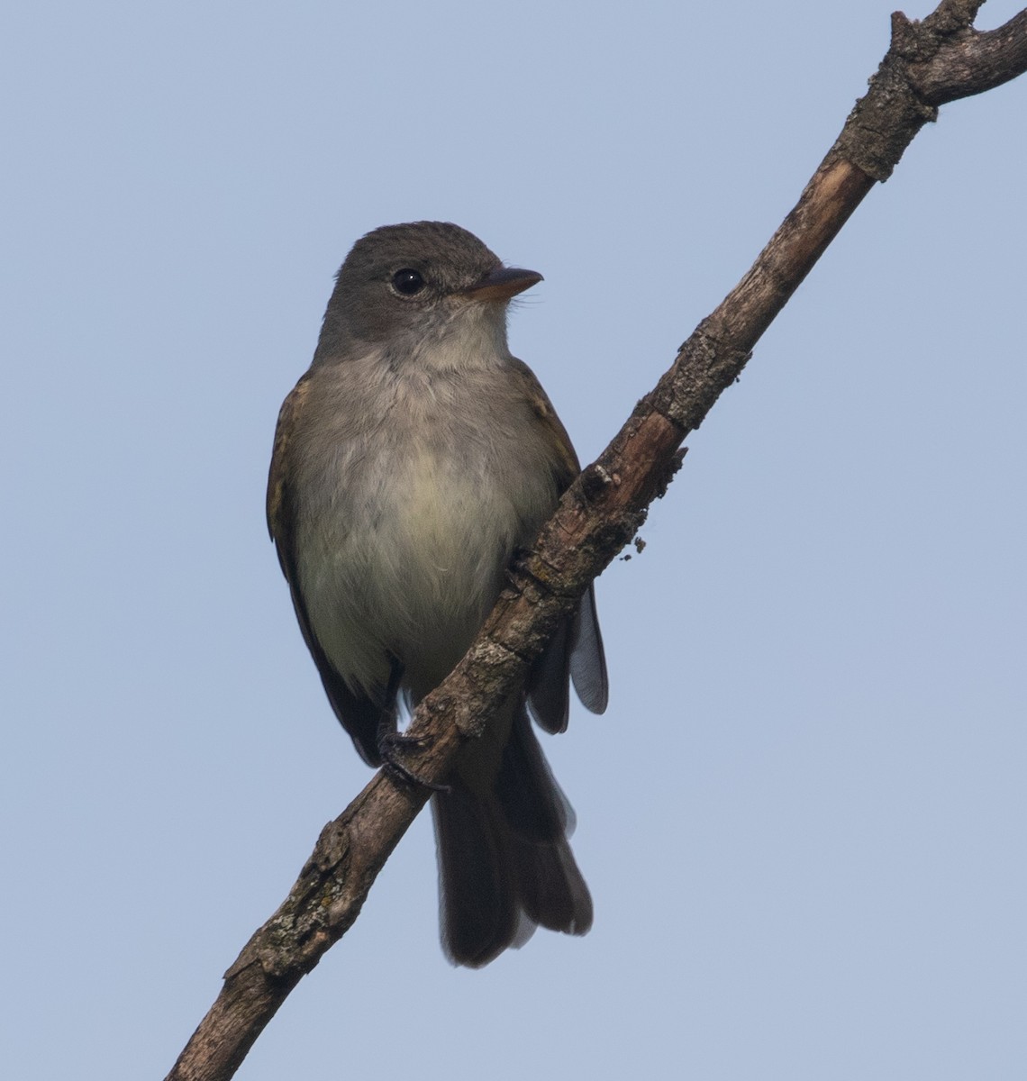 Willow Flycatcher - ML620773520