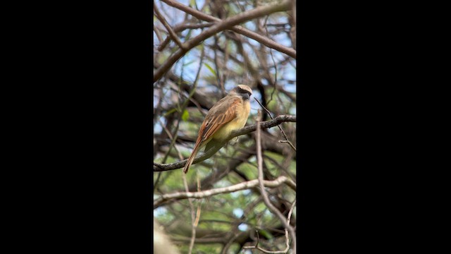 Baird's Flycatcher - ML620773523