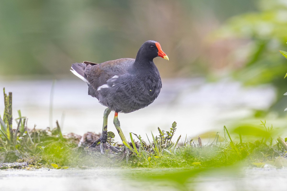 Common Gallinule - County Lister Brendan