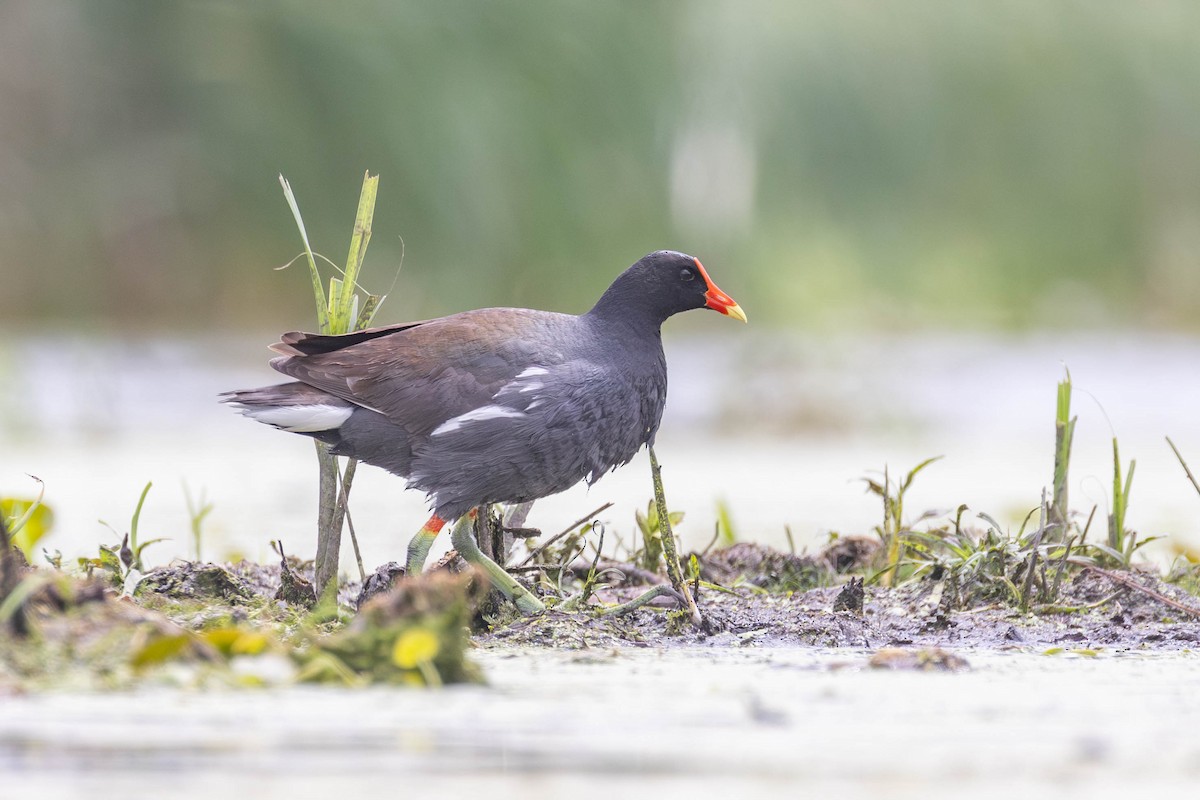 Common Gallinule - ML620773527