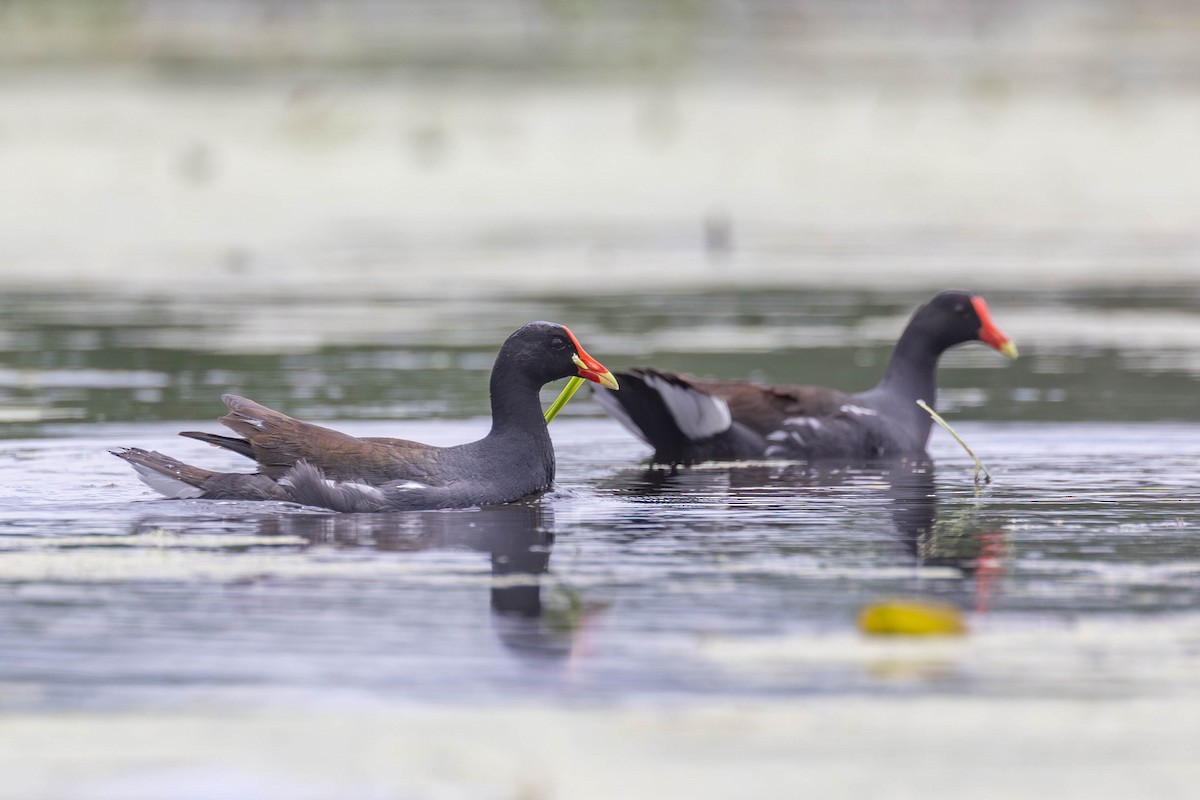 Common Gallinule - ML620773528