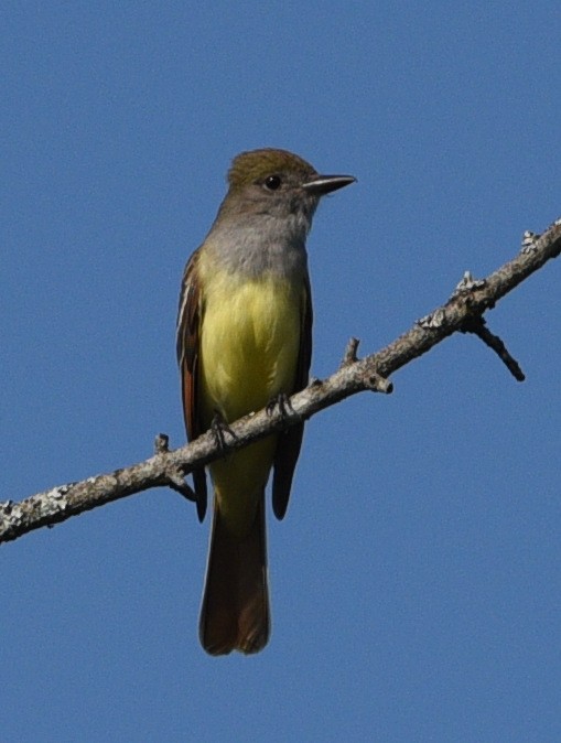 Great Crested Flycatcher - ML620773530