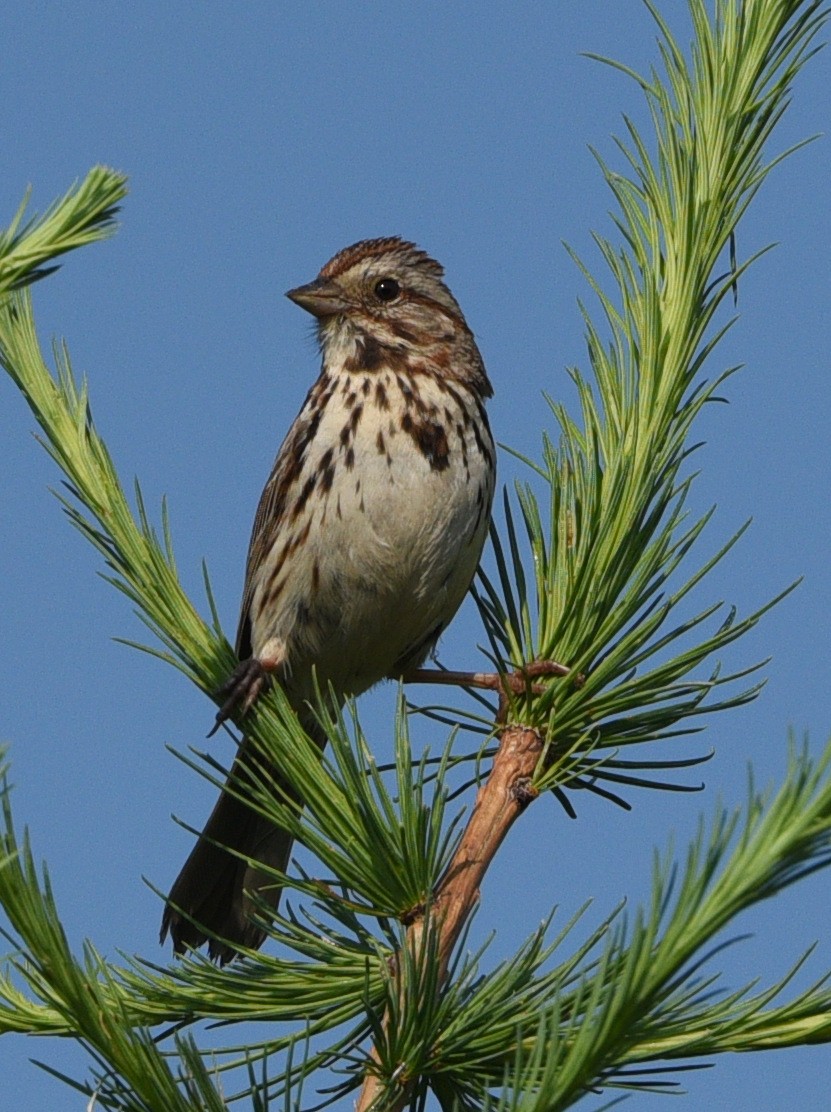 Song Sparrow - ML620773532