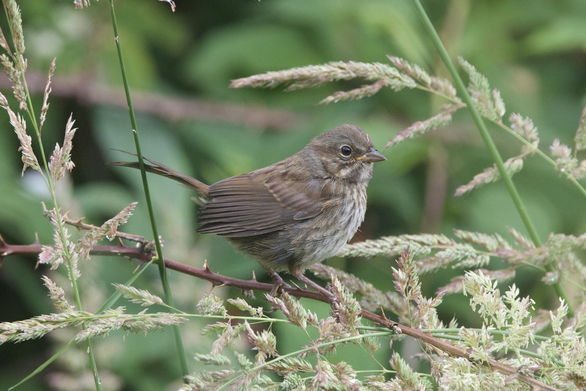 Song Sparrow - Mari Petznek