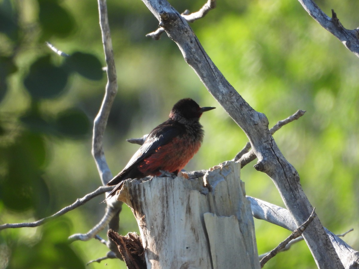 Lewis's Woodpecker - ML620773541