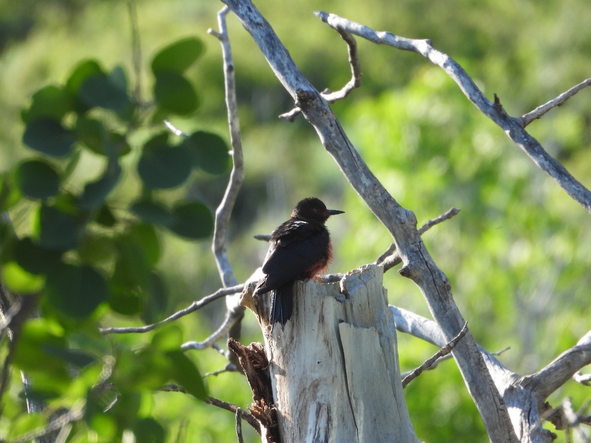 Lewis's Woodpecker - ML620773542