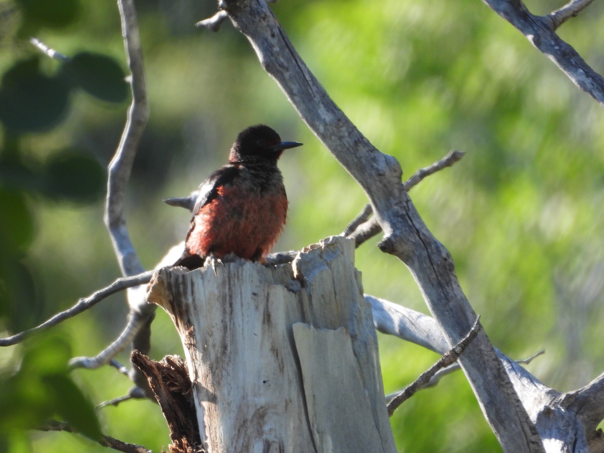 Lewis's Woodpecker - ML620773543