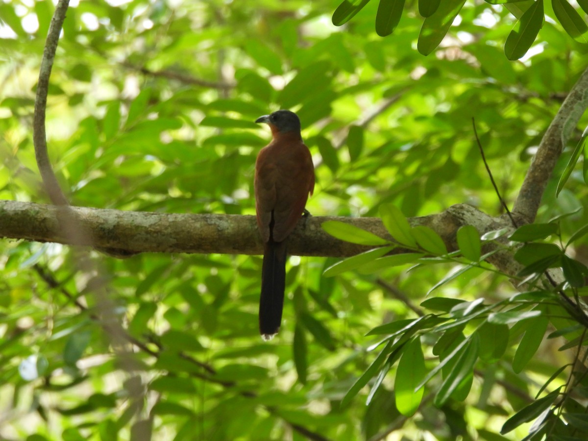 Gray-capped Cuckoo - ML620773553