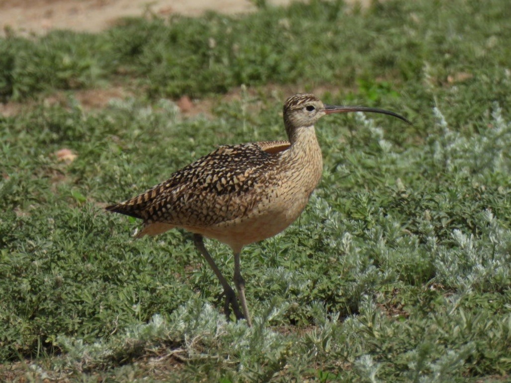 Long-billed Curlew - ML620773558