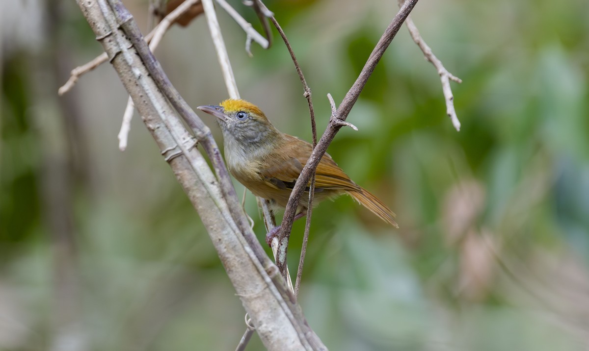 Fuchsscheitelvireo - ML620773570