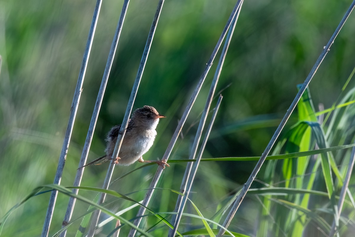 Sedge Wren - ML620773579