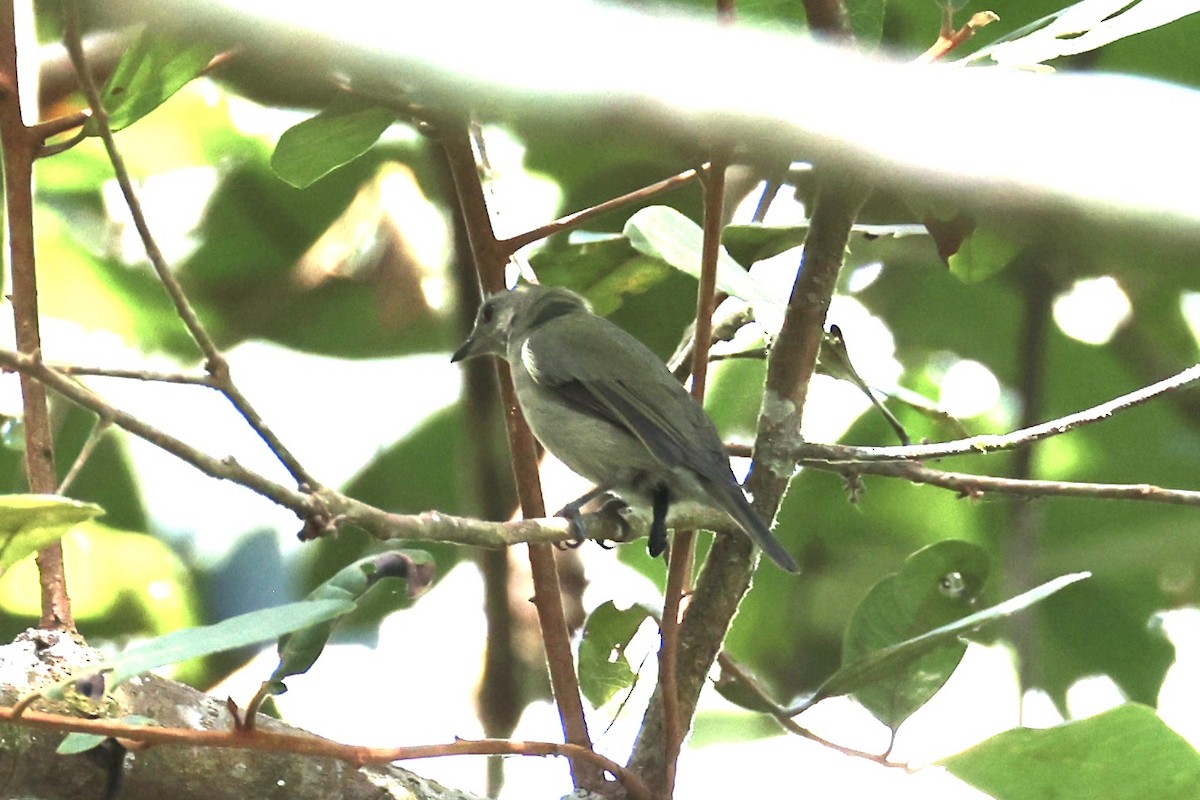 Black Berrypecker - ML620773580