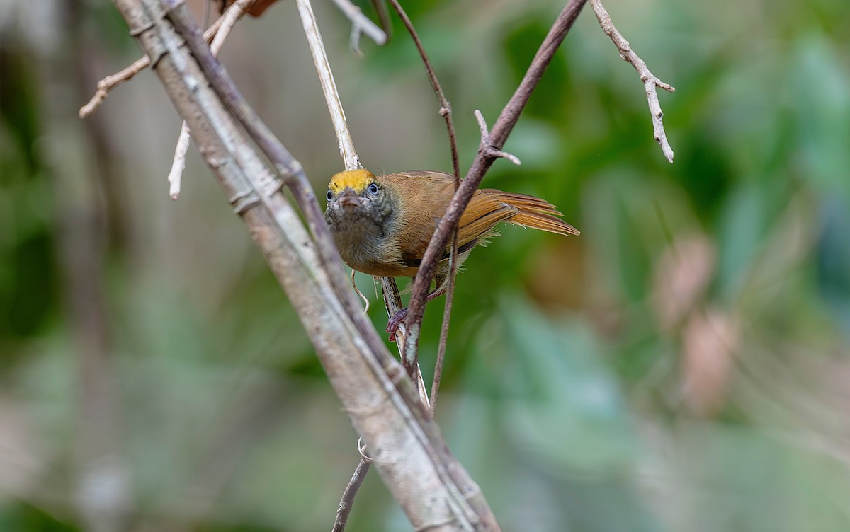 Fuchsscheitelvireo - ML620773581