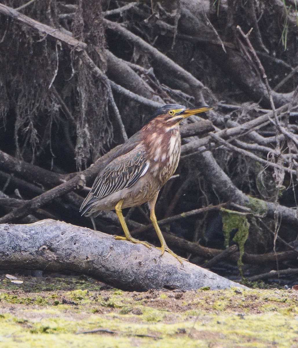 Green Heron - ML620773582