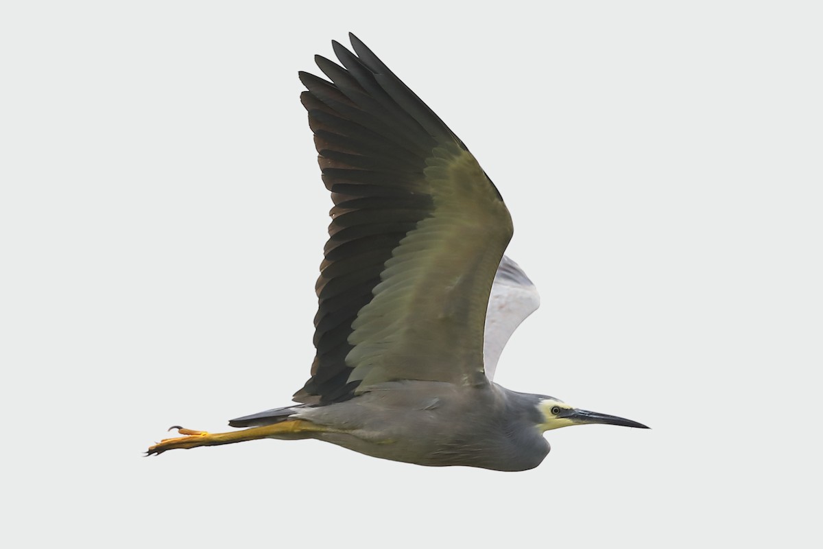 White-faced Heron - ML620773583