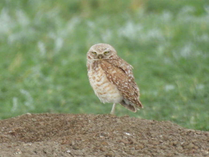 Burrowing Owl - ML620773584