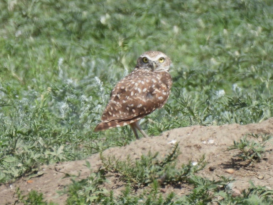 Burrowing Owl - william gray