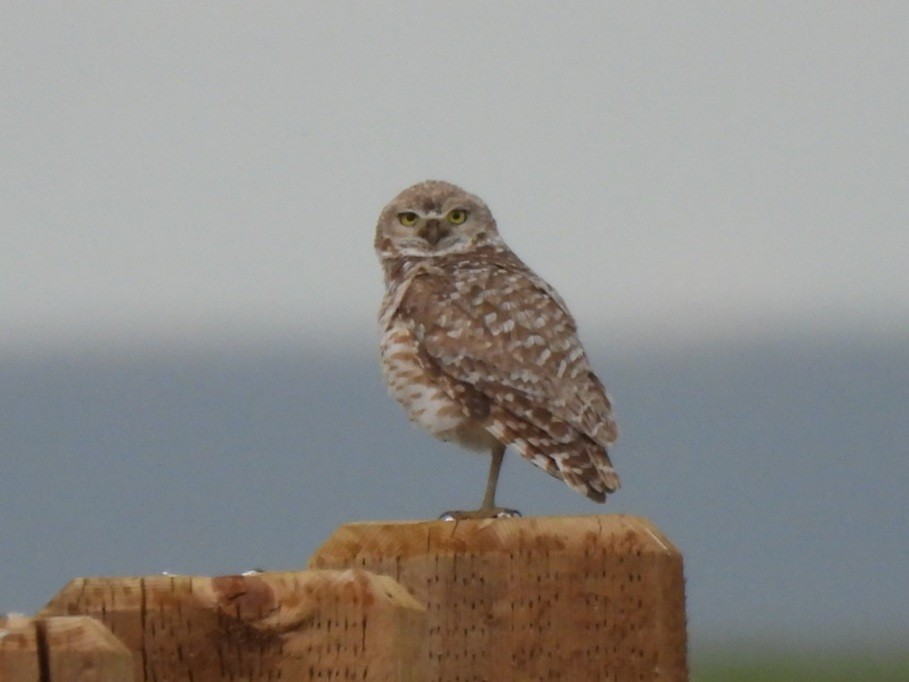 Burrowing Owl - william gray