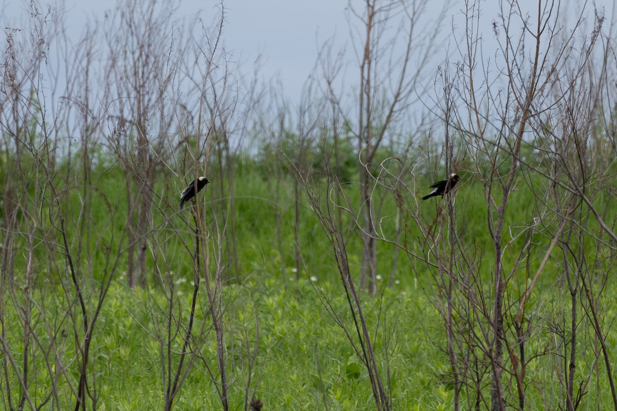 Bobolink - ML620773588