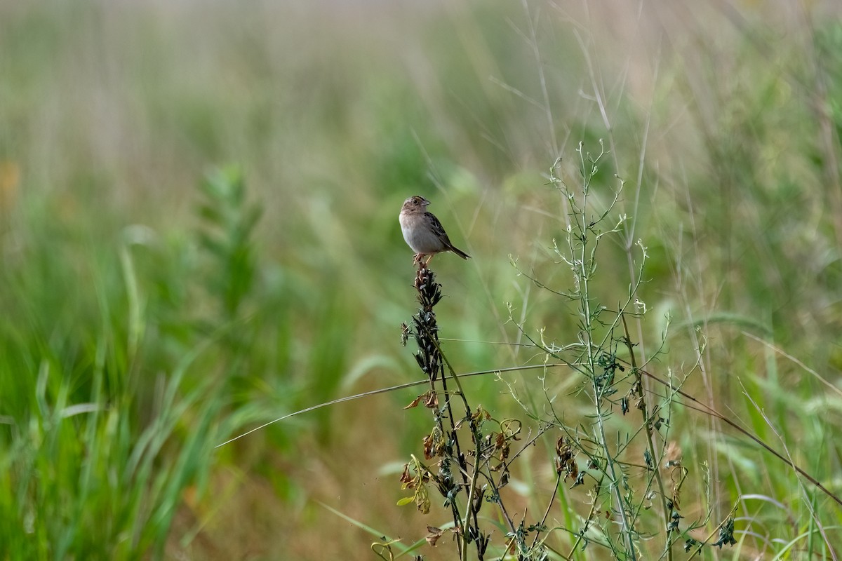 Grasshopper Sparrow - ML620773589