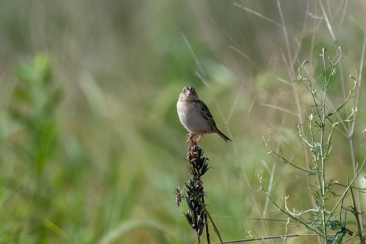 Grasshopper Sparrow - ML620773594