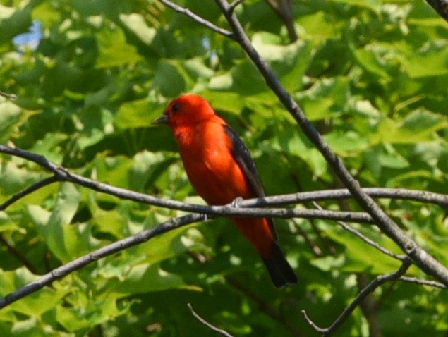 Scarlet Tanager - ML620773595