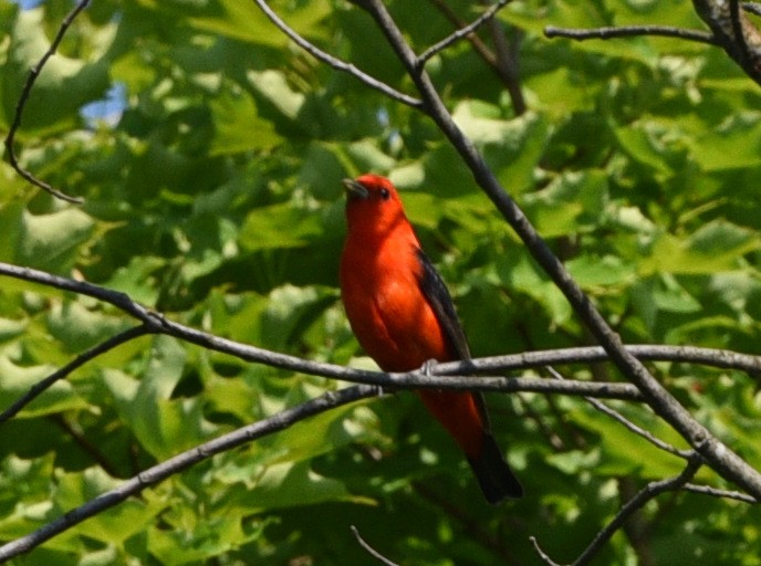 Scarlet Tanager - ML620773596